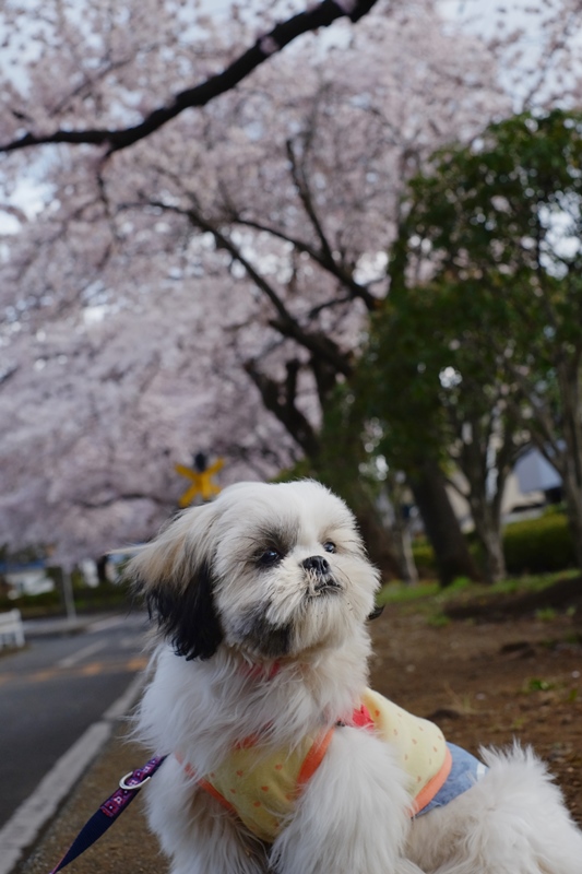 父ちゃん出勤と一緒に_a0322747_14555344.jpg