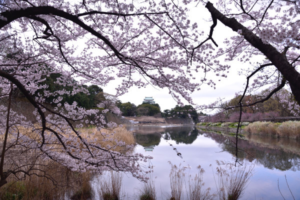 名城公園　✿桜✿　～part1～_c0345348_23093645.jpg