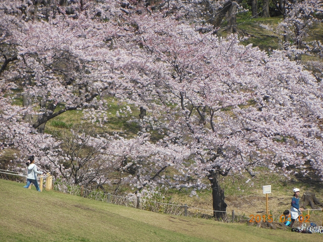 桜満開の根岸森林公園_e0043548_7573759.jpg