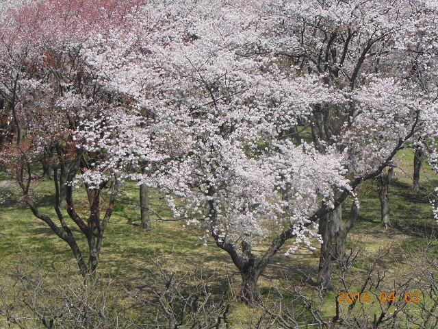 桜満開の根岸森林公園_e0043548_7574783.jpg