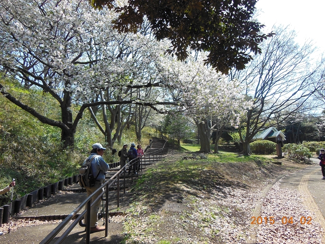 桜満開の根岸森林公園_e0043548_758916.jpg