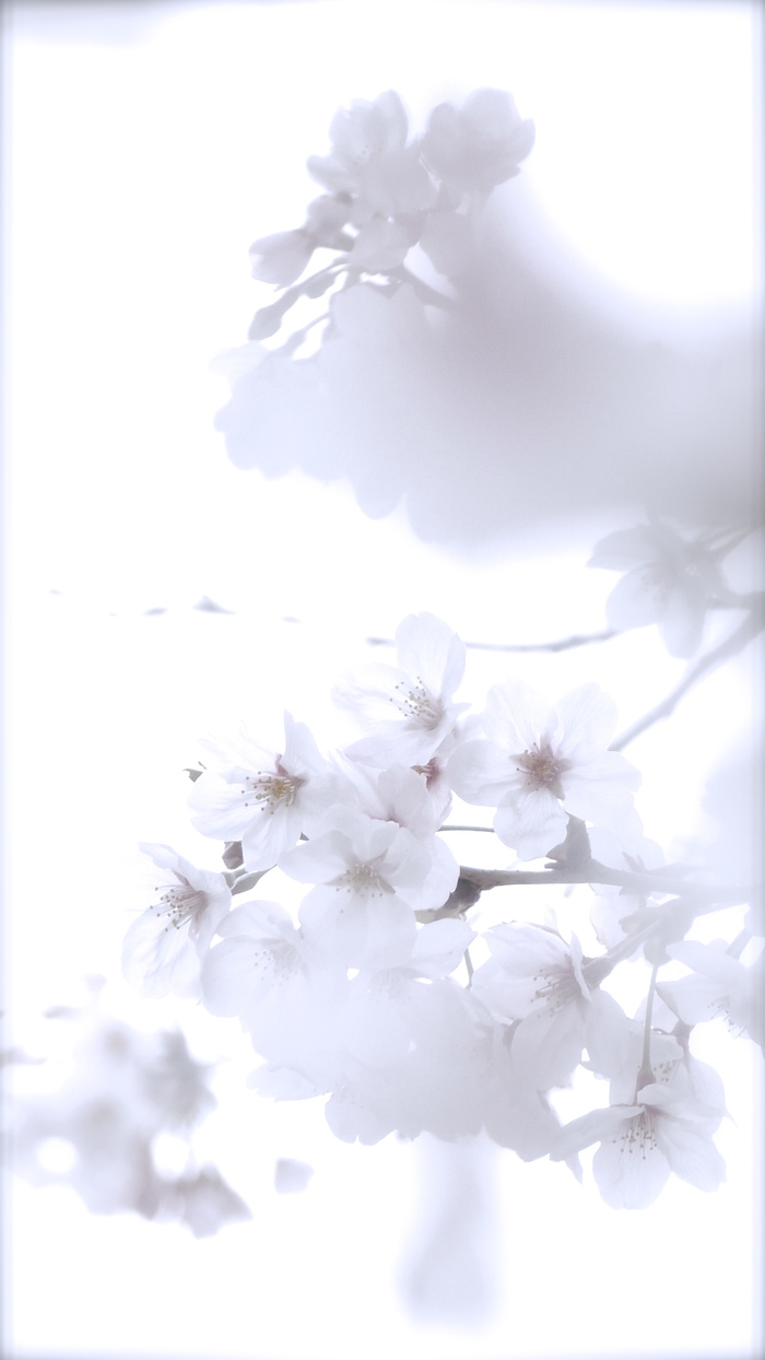 薄紅桜_d0122350_115517.jpg