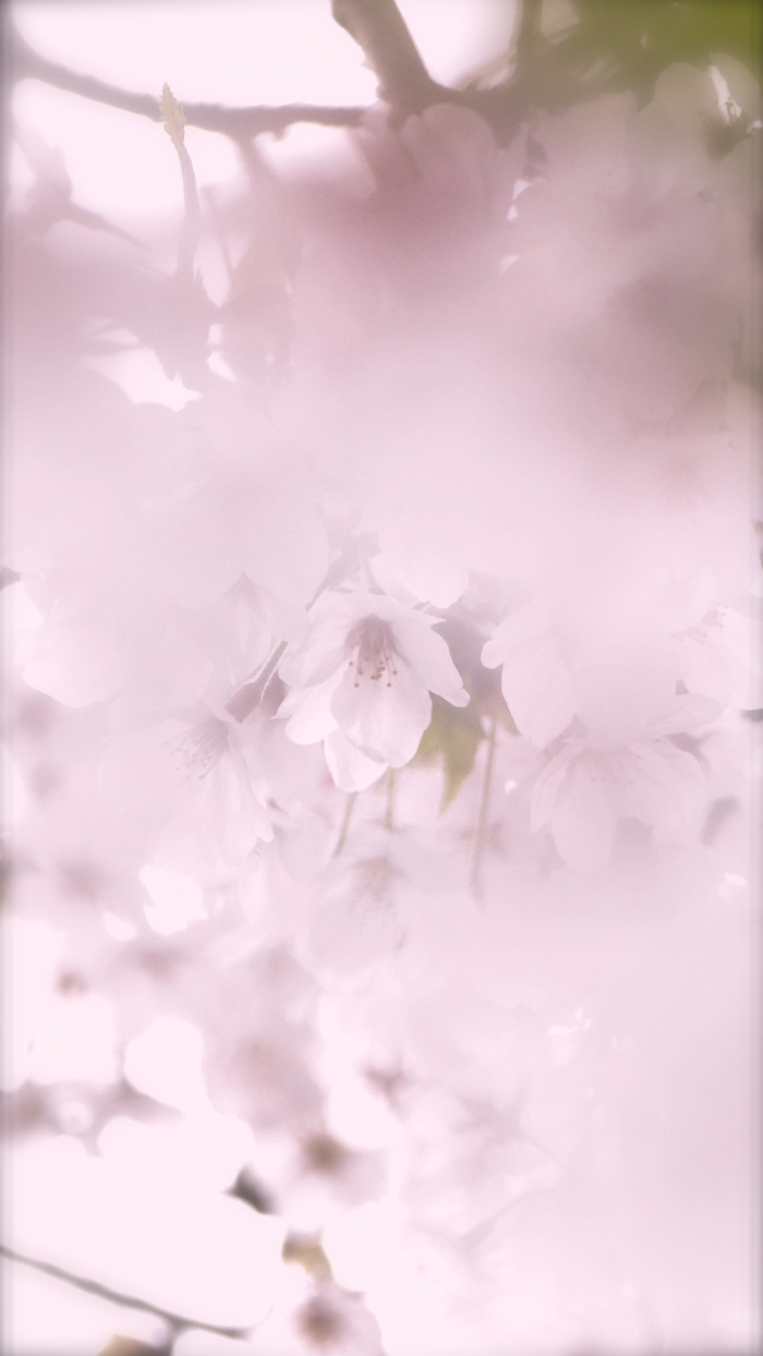 薄紅桜_d0122350_1164291.jpg