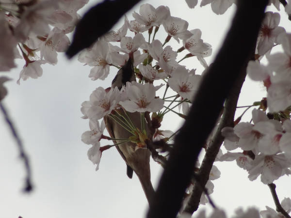 桜_e0033751_2163674.jpg