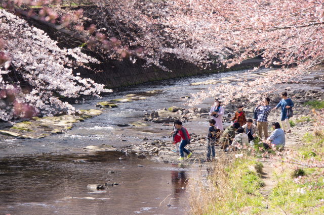 川沿いの桜_a0257652_715476.jpg