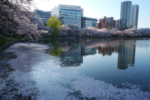 4月2日　六義園と上野恩賜公園_a0133653_721543.jpg