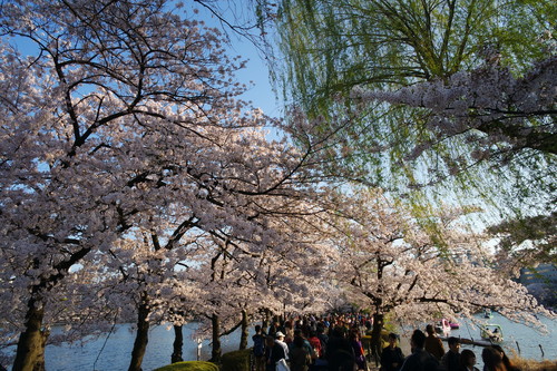 4月2日　六義園と上野恩賜公園_a0133653_7222859.jpg