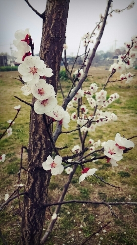 春ですね~_c0357454_13320470.jpg