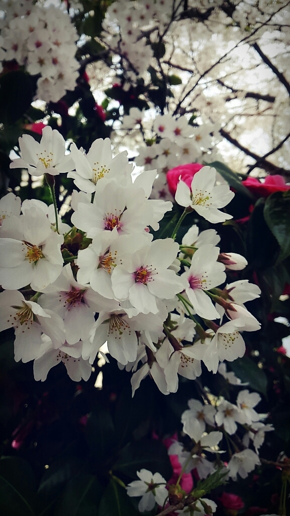 春ですね~_c0357454_13320476.jpg