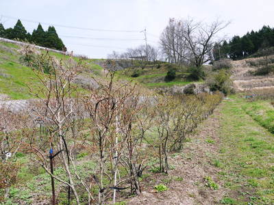 無農薬フレッシュブルーベリー ブルーベリーの花が咲きました!_a0254656_1874657.jpg