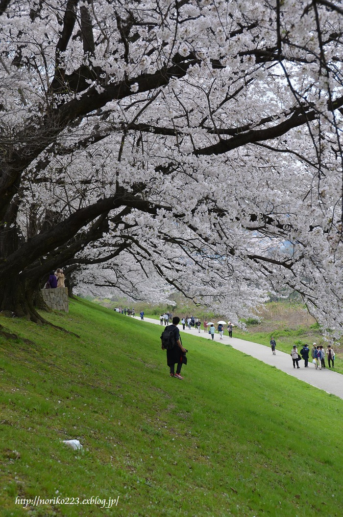 背割堤の桜_b0336056_21453112.jpg