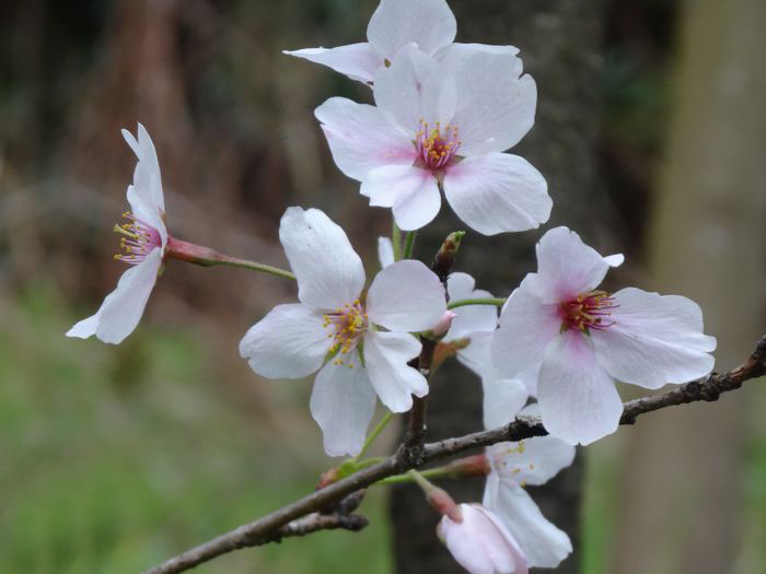 佐鳴湖畔の桜_c0135957_9414563.jpg