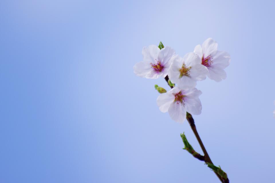 SAKURA_2015_2_e0142357_13214950.jpg