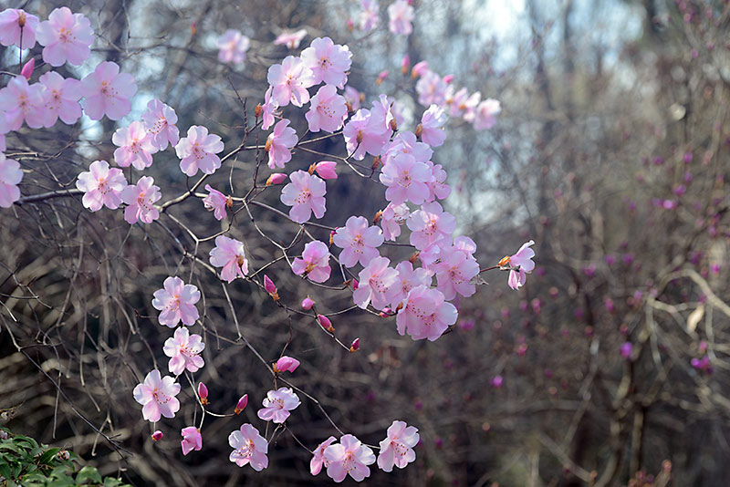 かたくりの里：花便り　－№７－_b0031558_20134686.jpg