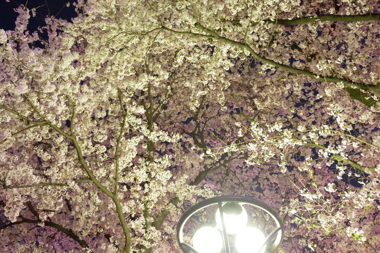25600世界の夜桜景_c0246358_04504090.jpg