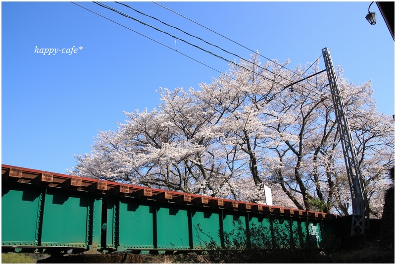 鉄橋を走る桜SL@家山♪_a0167759_1618393.jpg