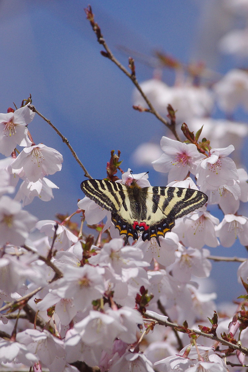 ２０１５．４．２　神奈川県・ギフの里　ギフチョウ　　　２０１５．４．５ （記）_a0181059_22123992.jpg