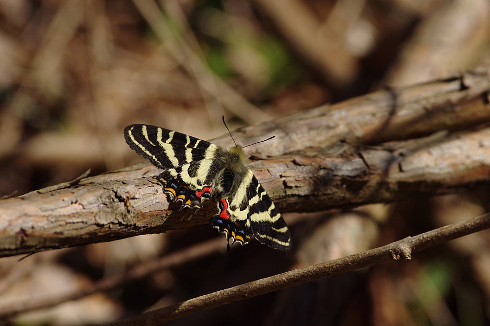 ２０１５．４．２　神奈川県・ギフの里　ギフチョウ　　　２０１５．４．５ （記）_a0181059_22134764.jpg