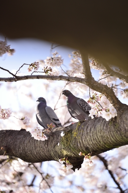 野川の桜、、、。_f0136162_20124097.jpg