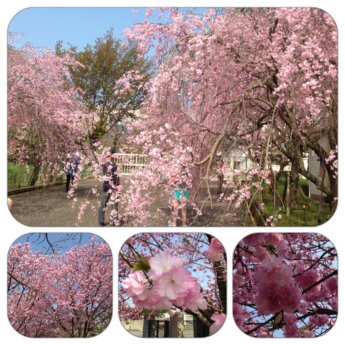 やまが桜園_e0145364_7483791.jpg