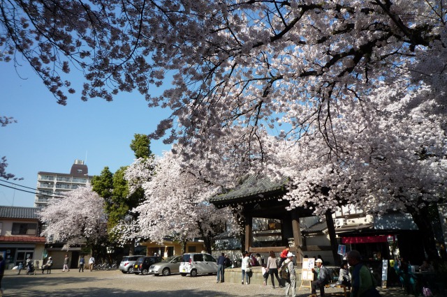 お花見・連繋寺_a0105566_1313812.jpg