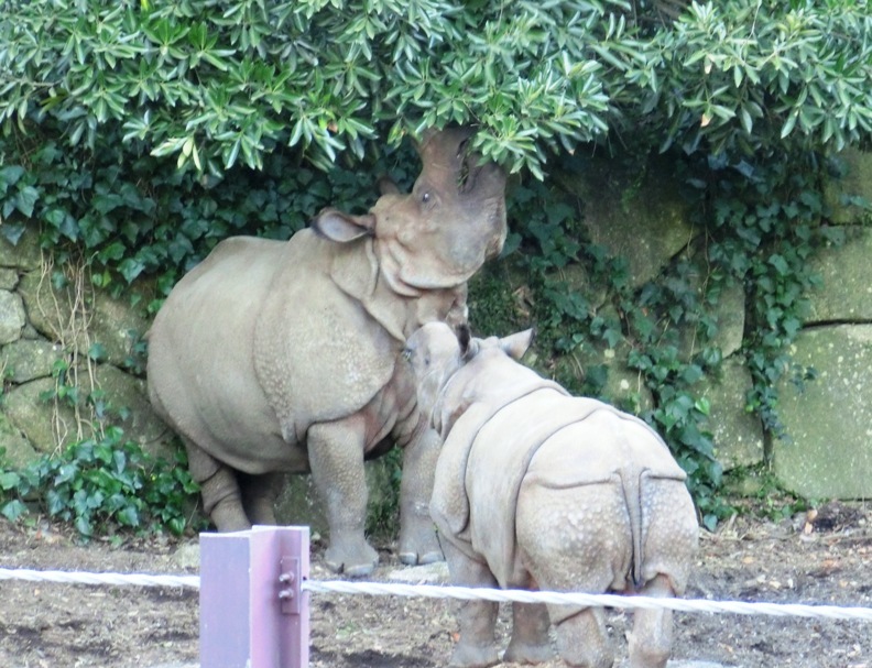 インドサイ生後14ヶ月＠金沢動物園 2015.03.28_e0266067_15172745.jpg