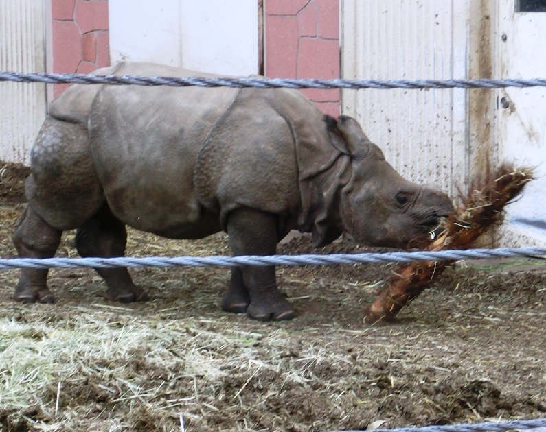 インドサイ生後14ヶ月＠金沢動物園 2015.03.28_e0266067_15175345.jpg