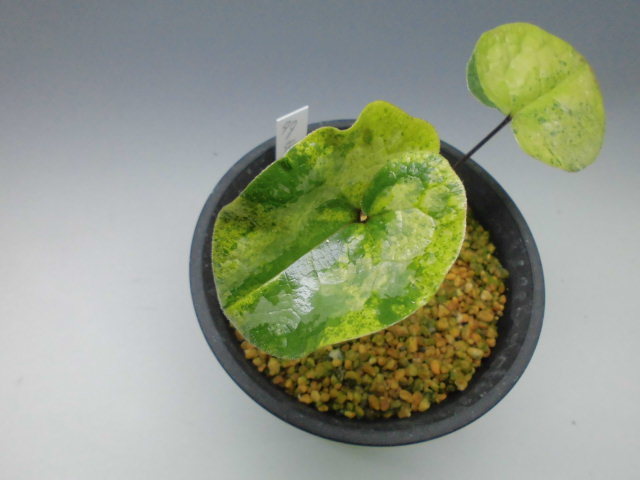 カンアオイ斑入り : DREAM GRASSES カンアオイ斑入り : DREAM GRASSES