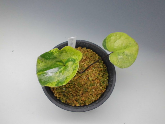 カンアオイ斑入り : DREAM GRASSES カンアオイ斑入り : DREAM GRASSES