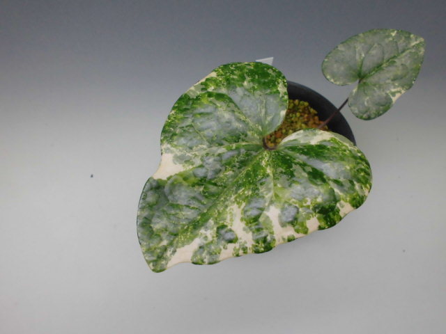 斑入り　カンアオイ　タマノカンアオイ　多摩孔雀(たまくじゃく)【小町錦の芽変り】 斑入り カンアオイ タマノカンアオイ千草錦(ちぐさにしき)