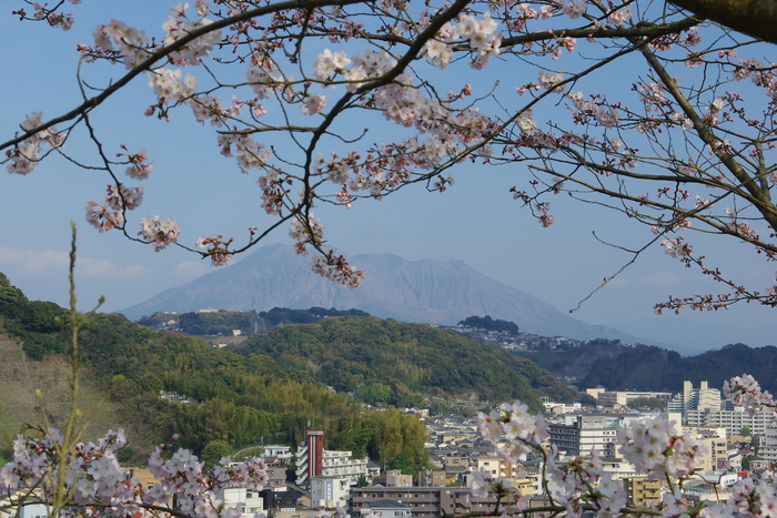 桜と桜島_a0260570_13433.jpg