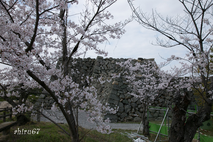 2015 桜　ー7− 郡山城跡  _c0153672_2118929.jpg