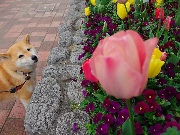 ハッキリしないお天気でしたが_b0088173_20201162.jpg