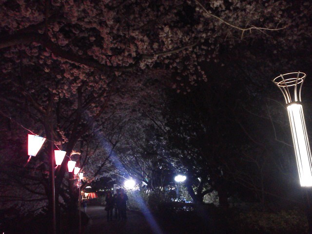 夜桜「4月３日（金）」_b0155973_2344860.jpg