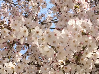 桜の花です。_b0161073_15133114.jpg