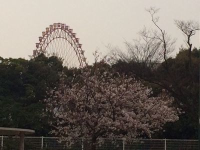 桜の花です。_b0161073_1513328.jpg