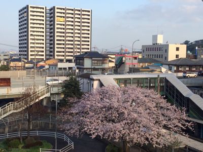 桜の花です。_b0161073_15133346.jpg