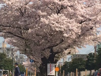 桜の花です。_b0161073_15133791.jpg