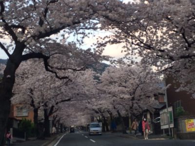 桜の花です。_b0161073_15135338.jpg