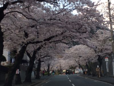 桜の花です。_b0161073_15144829.jpg