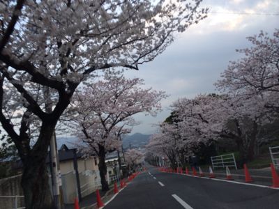 桜の花です。_b0161073_15145464.jpg