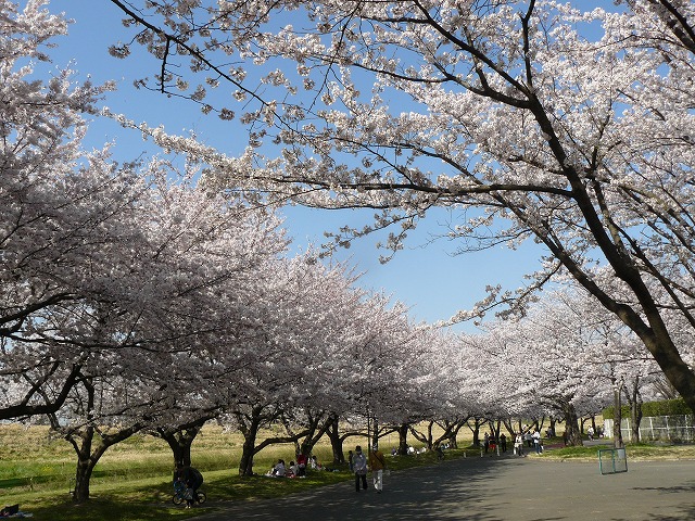 埼玉県：川越市・水上公園の「ソメイヨシノ」2015_d0019074_1031347.jpg