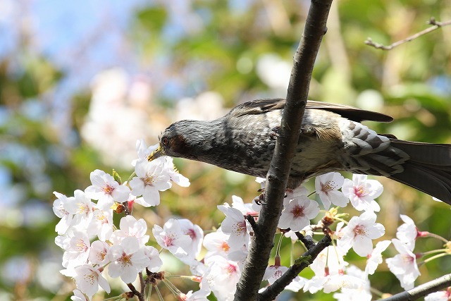 ★先週末の鳥類園(2015.3.28~29)+全域調査(2015.4.2)の報告_e0046474_23524769.jpg