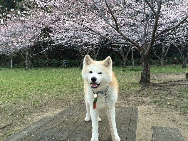 桜・さくら・SAKURA_c0257276_1855253.jpg