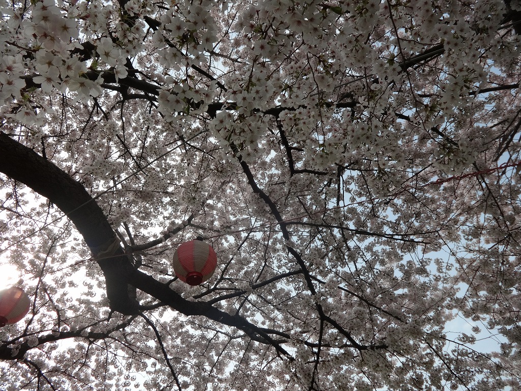 花見 in 朝霞黒目川 【2015/4/1】 窮状のたこ焼き_d0061678_17255548.jpg