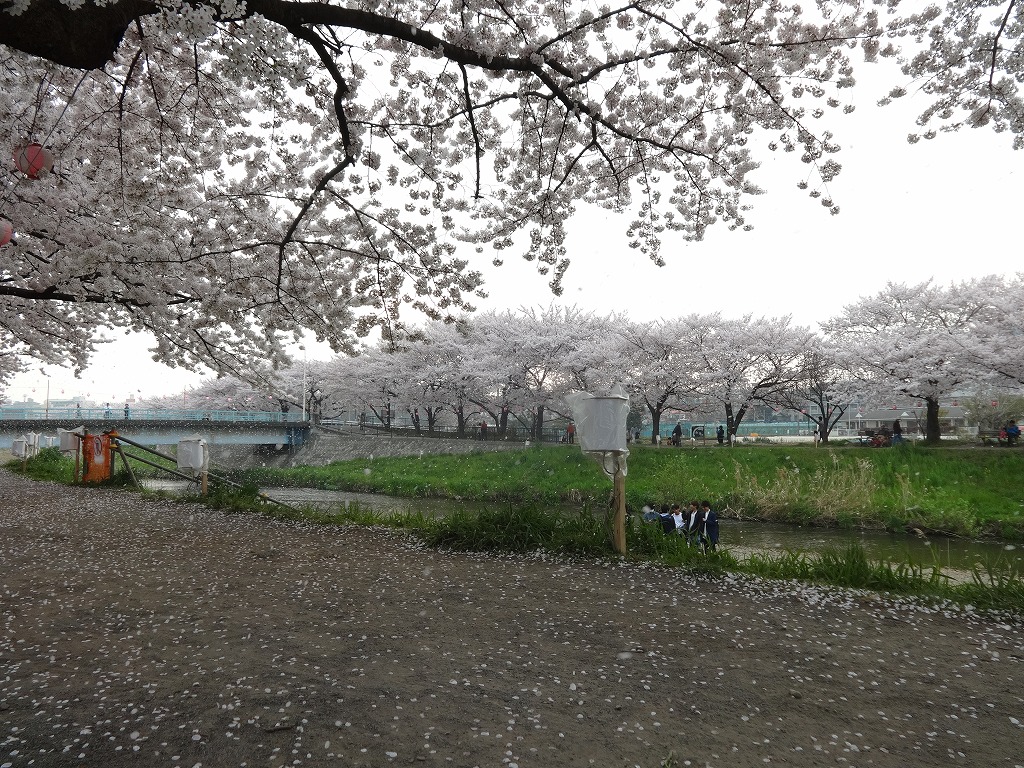 花見 in 朝霞黒目川 【2015/4/1】 窮状のたこ焼き_d0061678_17381234.jpg