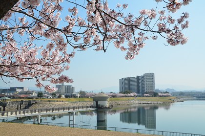 散歩道　越の彼岸桜に魅せられて_c0229483_16415339.jpg