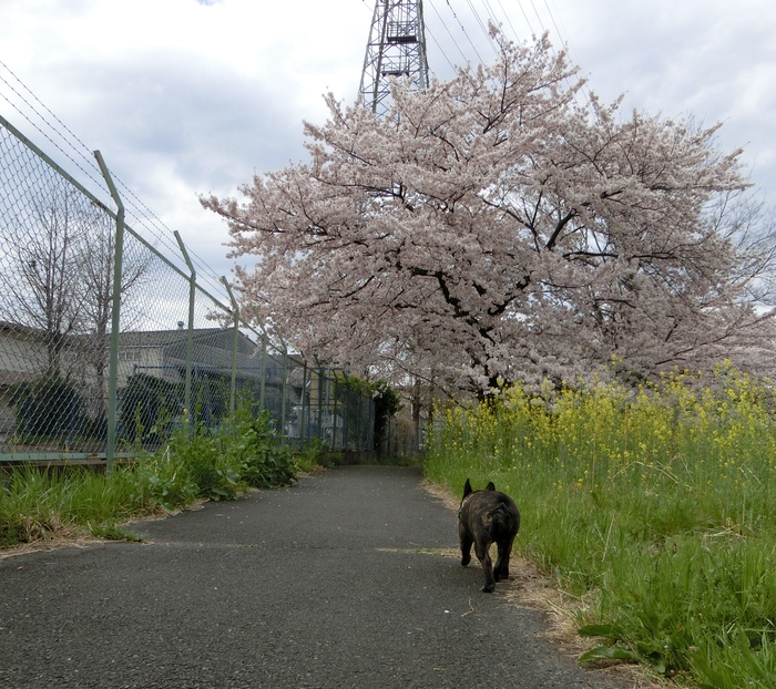 ４月３日　桜の奇跡　６．４３ｋｍ_e0199784_21141620.jpg