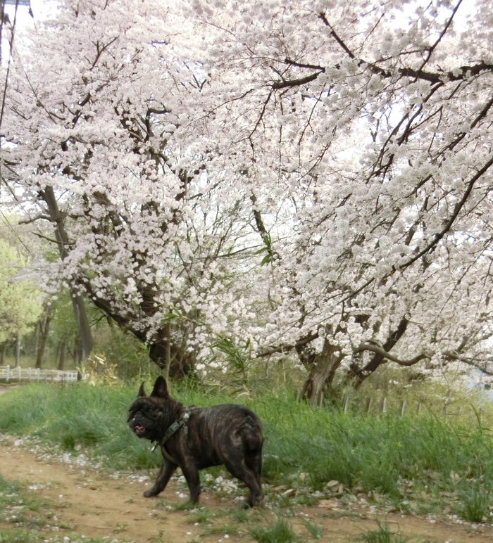 ４月３日　桜の奇跡　６．４３ｋｍ_e0199784_2118122.jpg