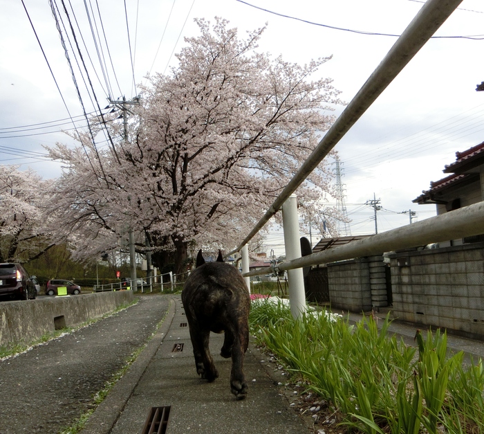 ４月３日　桜の奇跡　６．４３ｋｍ_e0199784_21192091.jpg